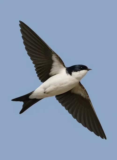 Belorítka obyčajná v lete